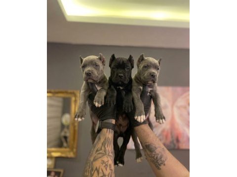 Safkan cane corso yavruları