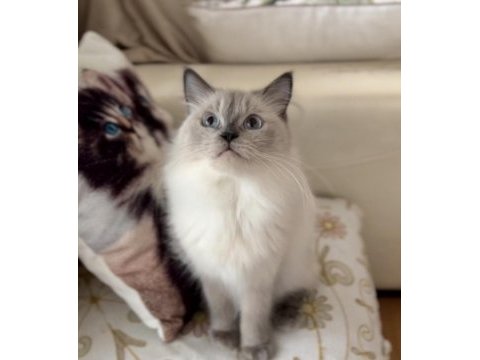 Dişi ragdoll kedime erkek eş adayı arıyorum