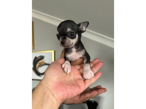 Chihuahua elma kafa ped eğitimi var 58 günlük