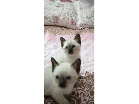 2 dişi ve 2 erkek sağlıklı eğitimli siyam kedisi yavrular
