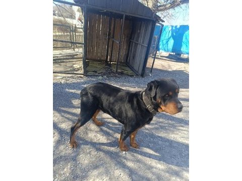 Orjinal rottweiler çiftleştirmeye uygun acil