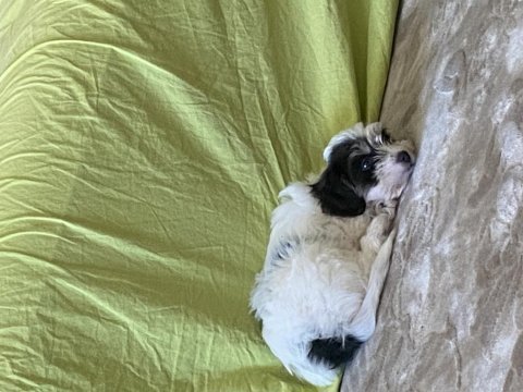Maltipoo dişi yatlı bir yavru
