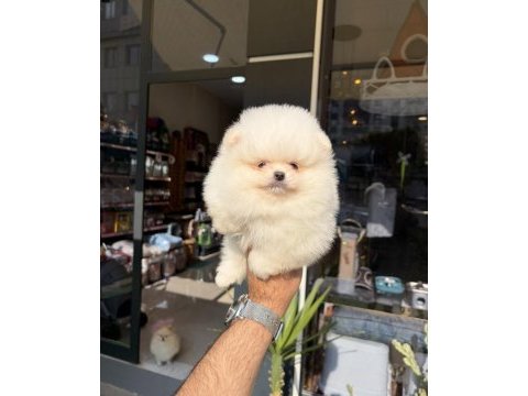 Ukrayna doğumlu pomeranian boo yavrular