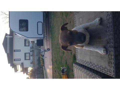 Fırlama jack russell terrier yavruları