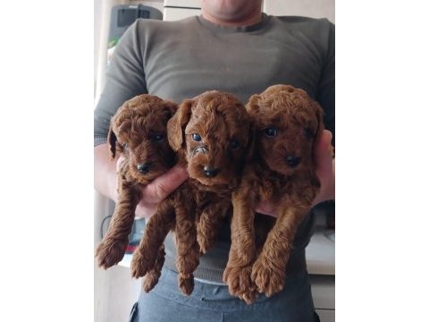 0 numara kore poodle