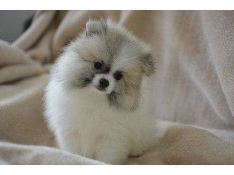 Party colour pomeranian boo