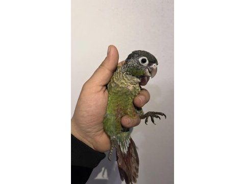 Eskişehir de konur papağanları