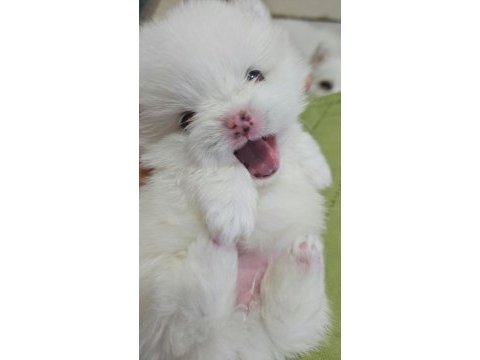 Mini pomeranian köpekler