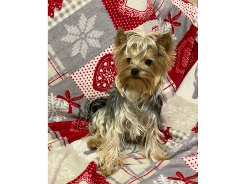Eğitimli hazır yorkshire terrier