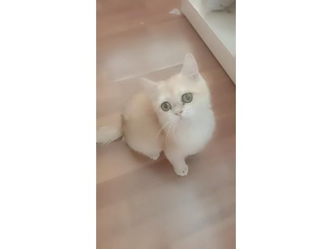 Show kaliteli full şecereli ny12 12 erkek british shorthair