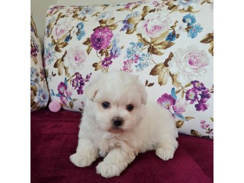 Mini boy maltese terrier yavruları (kore kanı)