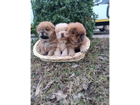 Mükemmel kalitede ayı surat chow chow (çin aslanı)