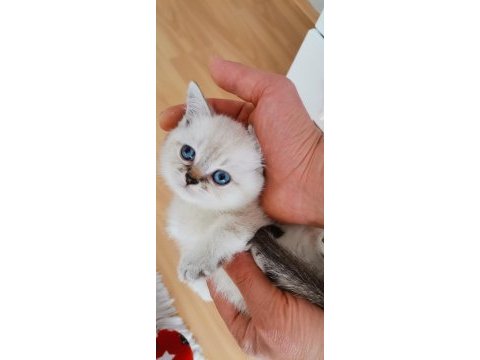 Top kafa kedimiz kalite yavru hazır