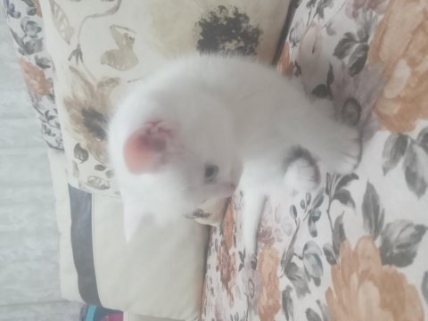 Orjinal şecereli british shorthair