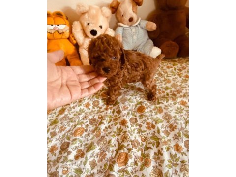 Ruhsatlı köpek çiftliğinden toy poodle yavrularımız