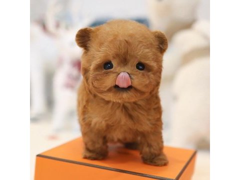 En ozel ve guzel toy poodle bebeklerım