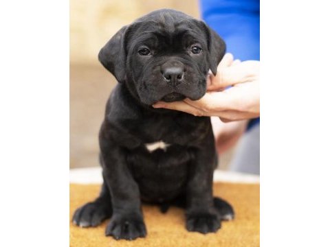 Türkiyenin en güvenilir çiftliğinden cane corso