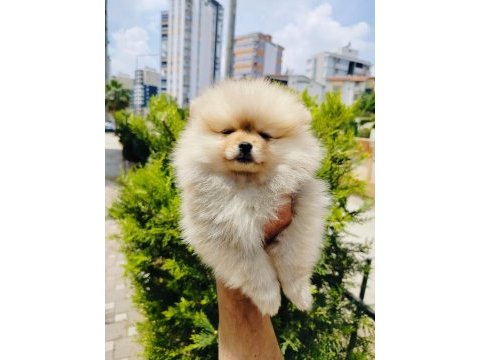 Pomeranian yavruları