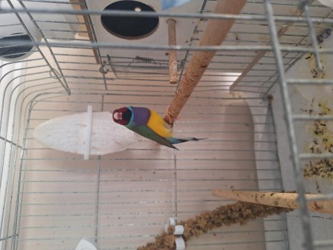 Erkek gouldian (gök kuşağı) finch