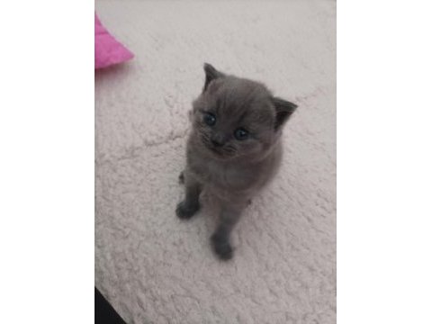 British shorthair dişi