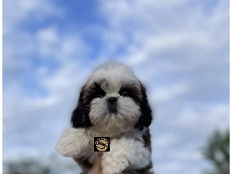 Pets world kentpark shih tzu