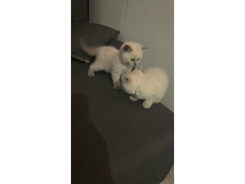 Siyam kedisi 2 aylık yavru
