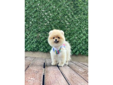 Güzellik harikası pomeranian bebekler