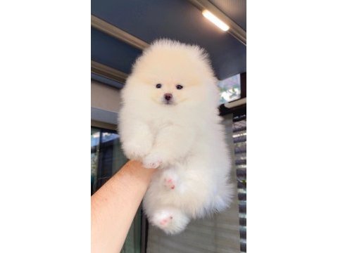Dişi ve erkek teddy bear garantili pomeranian yavrularım