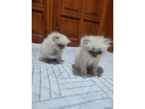 İran persian bebişler