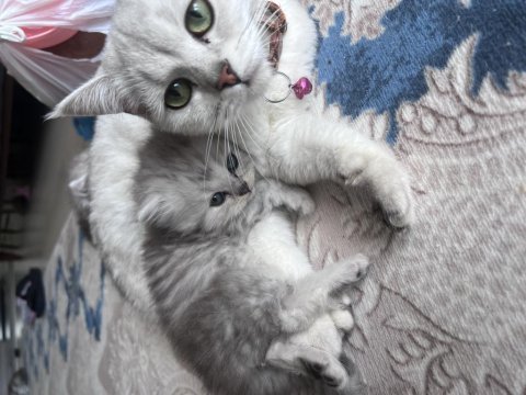 British shorthair silver