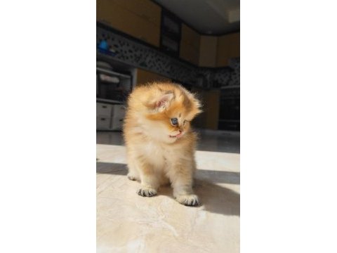 Küçük british longhair aslana yuva arıyoruz