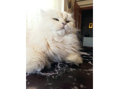 1 buçuk yaşında şecereli erkek british longhair