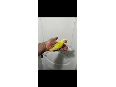 45 günlük alıştırmalık sevda papağanımız