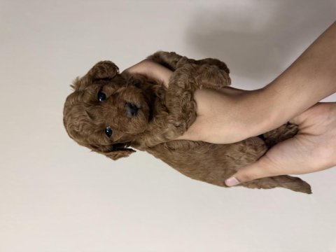 Orijinal kore poodle dişi ve erkek