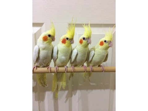 Yeni yeme düşen full evcil 35 günlük sultan papağanı
