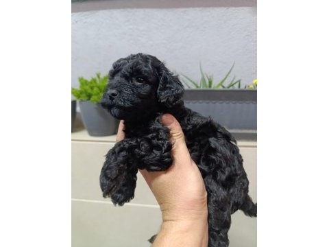 Black toy poodle bebeklerimiz