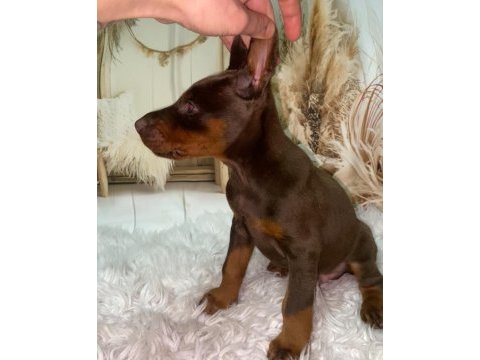 Safkan kızıl doberman yavruları