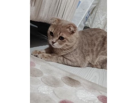 Sahiplendirmek istiyorum scottish fold kedimizi