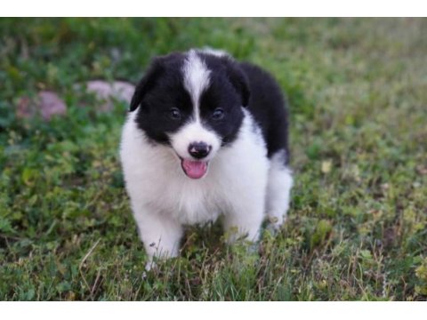 Border collie mükemmel yavrularımız