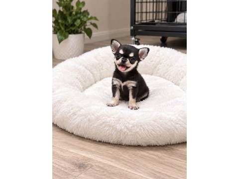 Micro mini chıhuahua