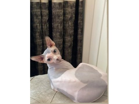 2 yaşında erkek uysal her hayvanla geçinebilen sphynx