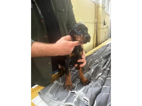 A+ plus doberman yavrularımız