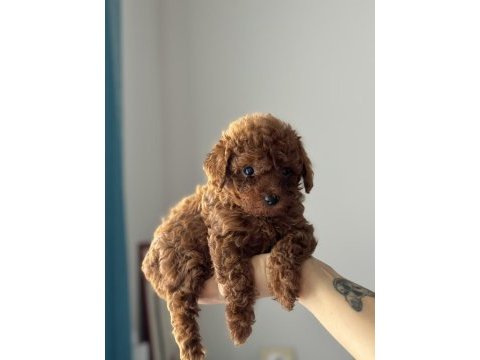 Tuvalet eğitimli toy poodle yavrular
