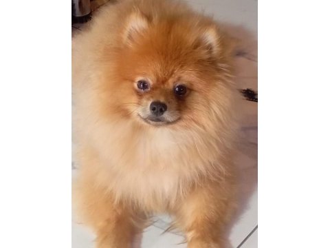 Sağlıklı pomeranian yavrular