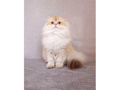 By11 ve cy1103 safkan şecereli british longhair yavru