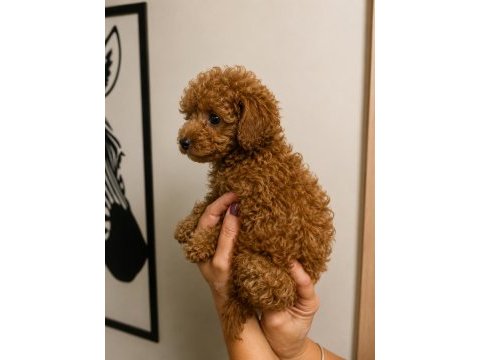 Toy poodle yavru erkek ve dişi yavrular ücretsiz teslimat