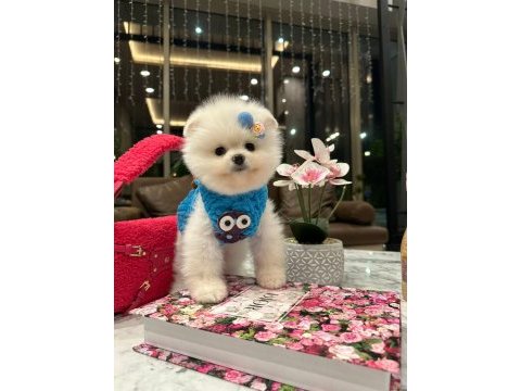 Safkan ayıcık surat pomeranian ponni