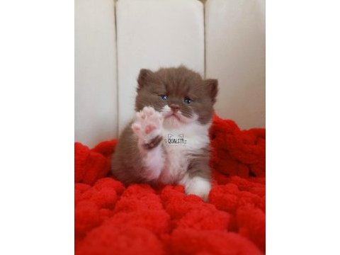 Çikolata british shorthair bebeklerimiz