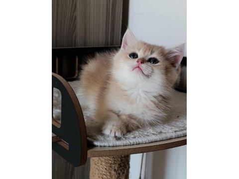Lilac golden erkek yavru kedimiz