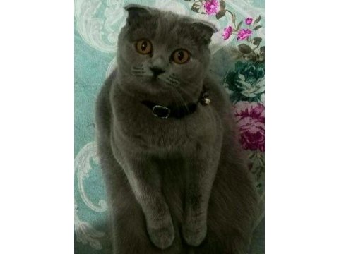 Scottish fold dişi